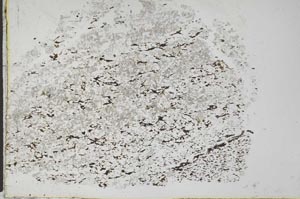 Plane Polarized, S28664