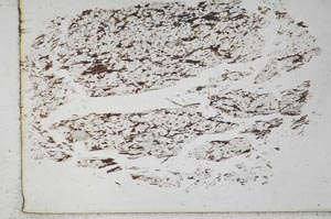Plane Polarized, S28669