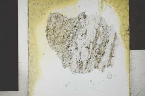 Plane Polarized, S28720/A