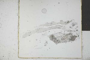 Plane Polarized, S28769
