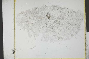 Plane Polarized, S28772