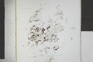 Plane Polarized, S28774