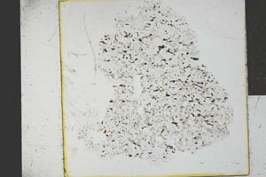 Plane Polarized, S28779