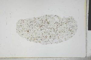Plane Polarized, S28794