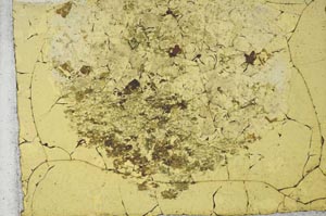 Plane Polarized, S28813