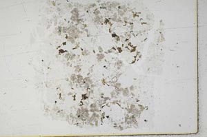 Plane Polarized, S28823