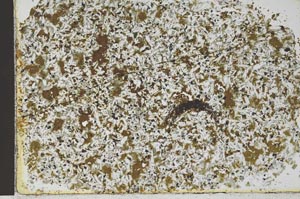 Plane Polarized, S28830