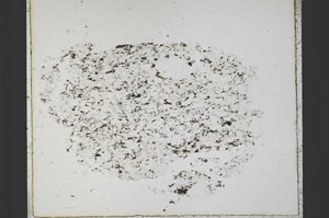 Plane Polarized, S28852/A