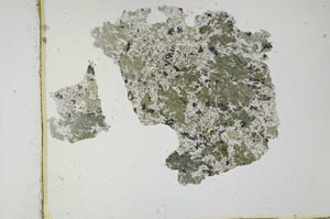 Plane Polarized, S28929