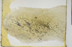 Plane Polarized, S28945