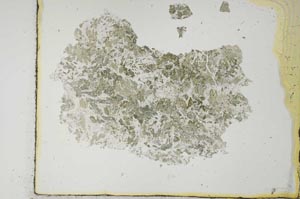 Plane Polarized, S28964
