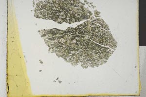 Plane Polarized, S28965