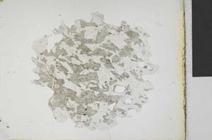 Plane Polarized, S28985