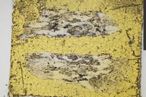 Plane Polarized, S29041