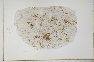 Plane Polarized, S29160