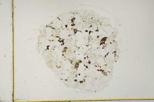 Plane Polarized, S29171