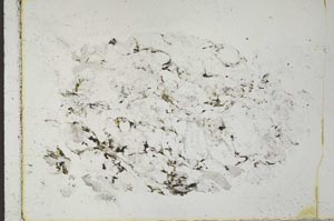 Plane Polarized, S29196