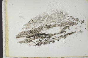 Plane Polarized, S29199