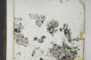 Plane Polarized, S29231