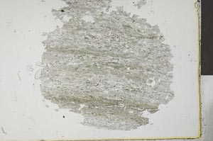 Plane Polarized, S29239