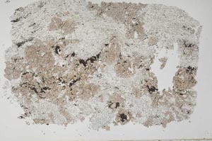 Plane Polarized, S29241/A'
