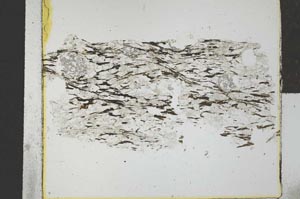 Plane Polarized, S29257