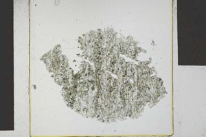 Plane Polarized, S29248