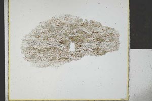 Plane Polarized, S29280
