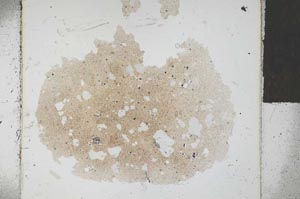 Plane Polarized, S29305