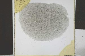 Plane Polarized, S29318