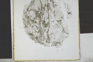 Plane Polarized, S29322
