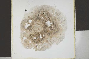 Plane Polarized, S29332