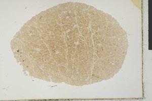 Plane Polarized, S29352