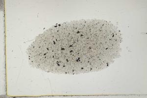 Plane Polarized, S29353