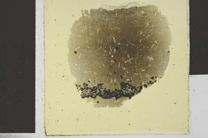 Plane Polarized, S29393
