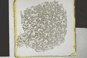 Plane Polarized, S29403