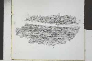 Plane Polarized, S29434
