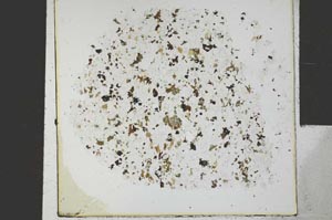 Plane Polarized, S29439