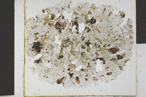 Plane Polarized, S29440