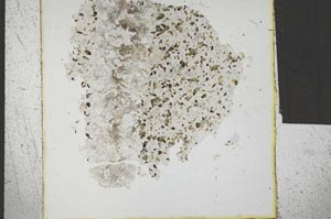Plane Polarized, S29447