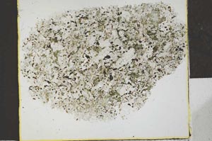 Plane Polarized, S29454