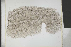 Plane Polarized, S29461