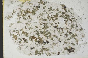 Plane Polarized, S29469