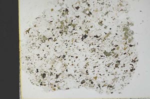 Plane Polarized, S29474