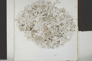 Plane Polarized, S29522