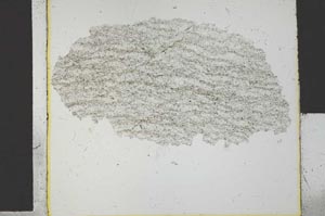 Plane Polarized, S29547