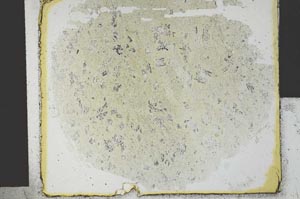Plane Polarized, S29550