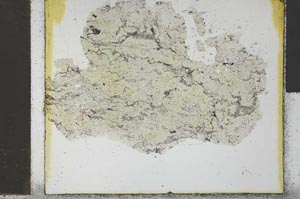 Plane Polarized, S29557