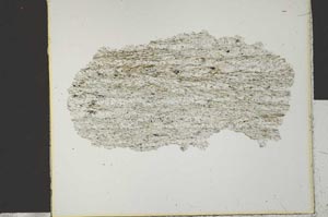 Plane Polarized, S29591