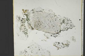 Plane Polarized, S29592/A